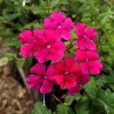 Nursery - Groeneweide Restaurant - Gansbaai