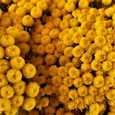 Nursery - Groeneweide Restaurant - Gansbaai