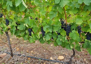 Are you ready for Welgesind's flavoursome Shiraz?