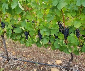 Are you ready for Welgesind's flavoursome Shiraz?