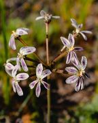 Pelargonium Triste: The not-so-dull flower
