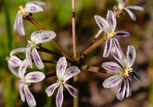 Pelargonium Triste: The not-so-dull flower