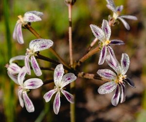 Pelargonium Triste: The not-so-dull flower