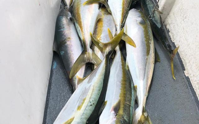 WhatsApp_Image_2020_01_25_at_14.04.11_3_1580112192