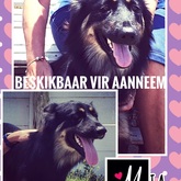 Mia - BARC Animal Welfare - Gansbaai