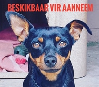 Dogs and puppies up for adoption