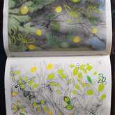 Lemons From Sketch Book - Sara Abbott Studio - Stanford