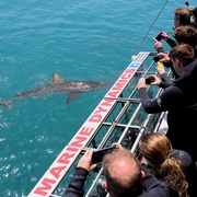 Daily Blog 04 February 2020 | Shark Cage Diving in South Africa