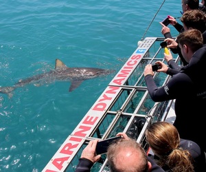 Daily Blog 04 February 2020 | Shark Cage Diving in South Africa