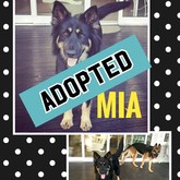 Mia Adopted - BARC Animal Welfare - Gansbaai