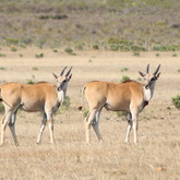 Bredasdorp - Nuwejaars Wetlands Special Management Area - Eland