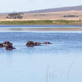 Bredasdorp - Nuwejaars Wetlands Special Management - Hippos Area
