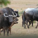 Nuwejaars Wetlands Special Management Area - Buffalos