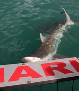 Daily Blog 10 February 2020 | Shark Diving Gansbaai