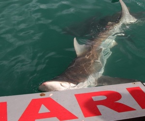 Daily Blog 10 February 2020 | Shark Diving Gansbaai
