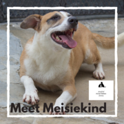 Meisiekind - Female Mixed Breed Dog