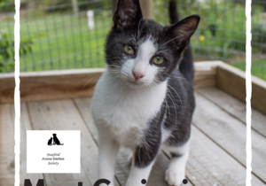 Gesiggie - Black & White Male Kitten Up For Adoption
