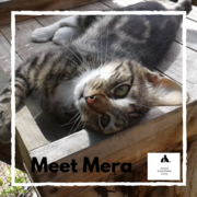 Mera - Tabby Female Cat Up For Adoption