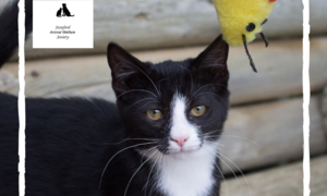Cliffie - Black & White Female Kitten Up For Adoption
