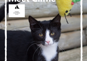 Cliffie - Black & White Female Kitten Up For Adoption