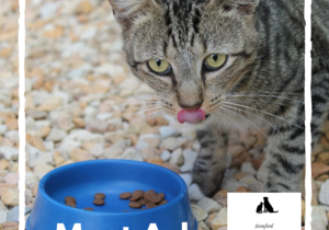 Ash - Male Tabby Cat Up For Adoption