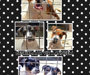 Puppies Up For Adoption