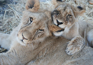 Karlos and Ivana need a new enclosure and you can help?