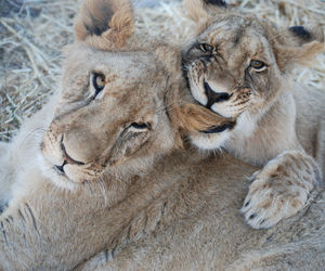Karlos and Ivana need a new enclosure and you can help?
