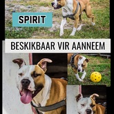 Spirit Up For Adoption - BARC Animal Welfare - Gansbaai