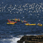 Sea Kayaking - Walker Bay Adventures - Hermanus Sea Kayaking - Walker Bay Adventures - Hermanus
