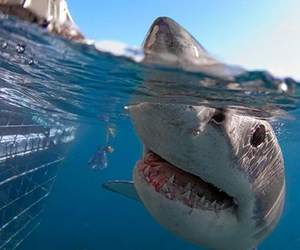 Close up photo of great white shark