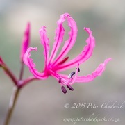 De Hoop forms part of the Cape Floral Kingdom