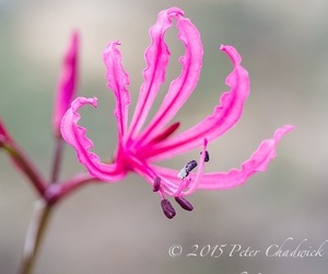 De Hoop forms part of the Cape Floral Kingdom