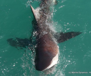 Daily Blog 24 February 2020 | Shark Diving Gansbaai