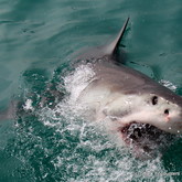 Shark - Shark Encounters - Gansbaai