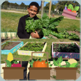 Grootbos Foundation Food 4 Sport Veggie Boxes - M + S Designs - Gansbaai