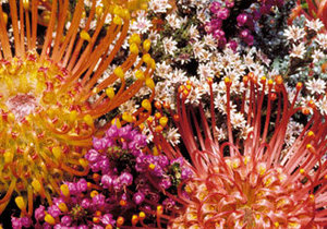 Appreciate Autumn - Gansbaai Weekly Inspiration