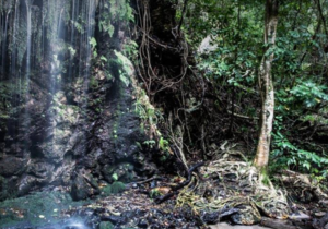 Conservation Corridor - A Bridge For Biodiversity