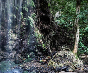 Conservation Corridor - A Bridge For Biodiversity
