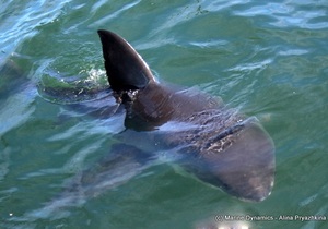 Daily Blog 19 March 2020 | Shark Cage Diving in South Africa