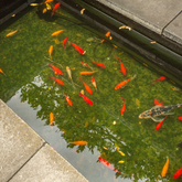 Bredasdorp Square - Pond