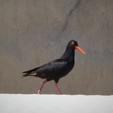 Bird - Pearly Beach Ratepayers - Gansbaai