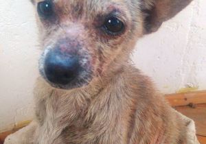 Stanford Pet Feeding Project: Please Help