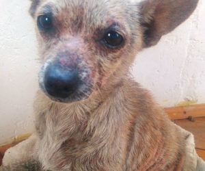 Stanford Pet Feeding Project: Please Help