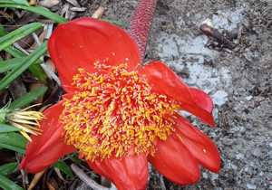 Oordenking: Liefde Geklee in Diens en Deernis