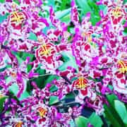 So many beautiful blooms starting out now!