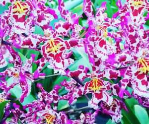 So many beautiful blooms starting out now!