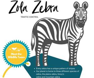 COLOUR IN & SHARE - Zola Zebra