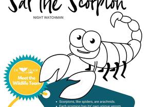COLOUR IN & SHARE - Sal the Scorpion