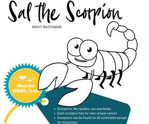 COLOUR IN & SHARE - Sal the Scorpion